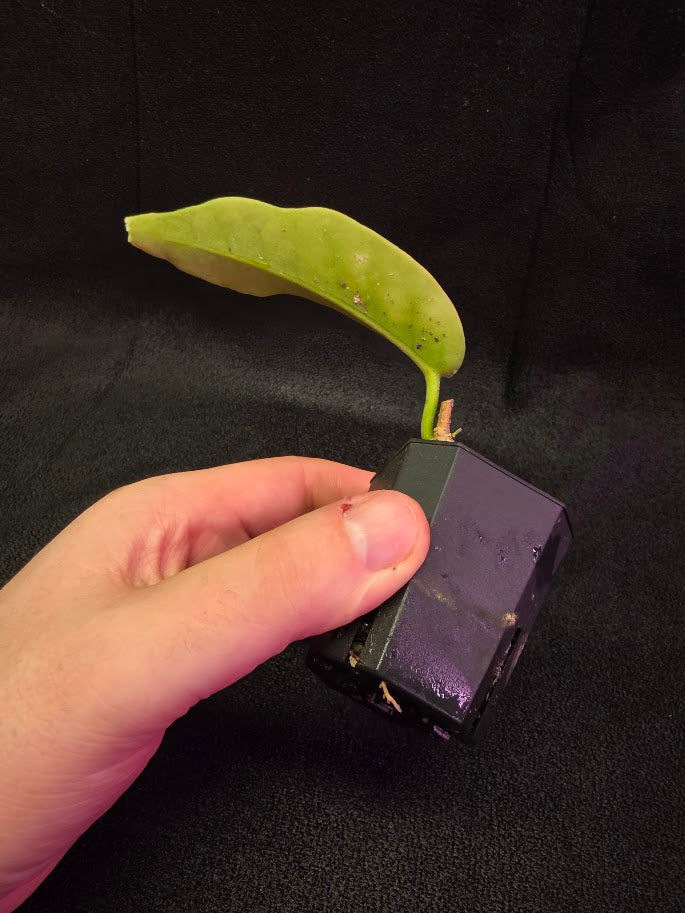 Hoya Macgillivrayi #01