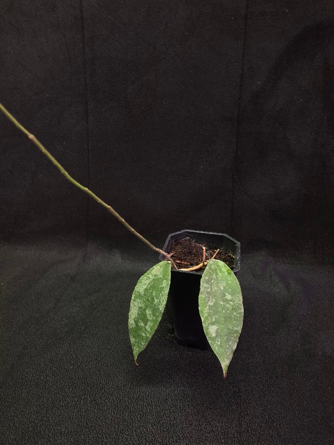 Hoya Caudata Silver Ghost #01