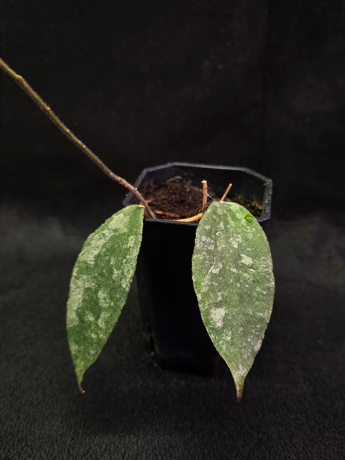 Hoya Caudata Silver Ghost #01