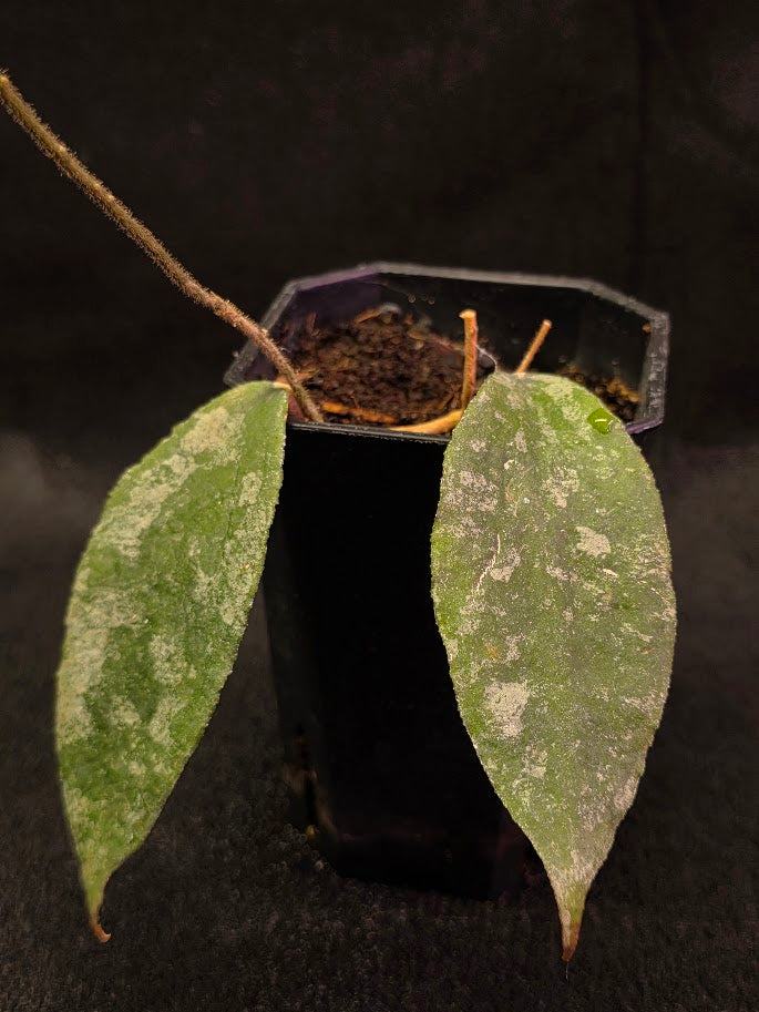 Hoya Caudata Silver Ghost #01