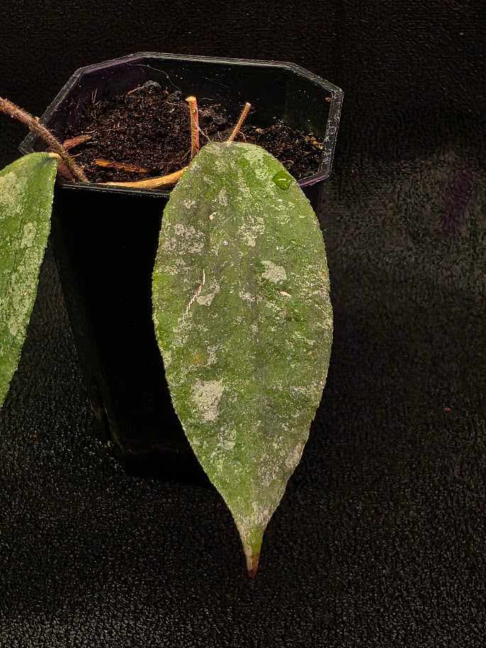 Hoya Caudata Silver Ghost #01