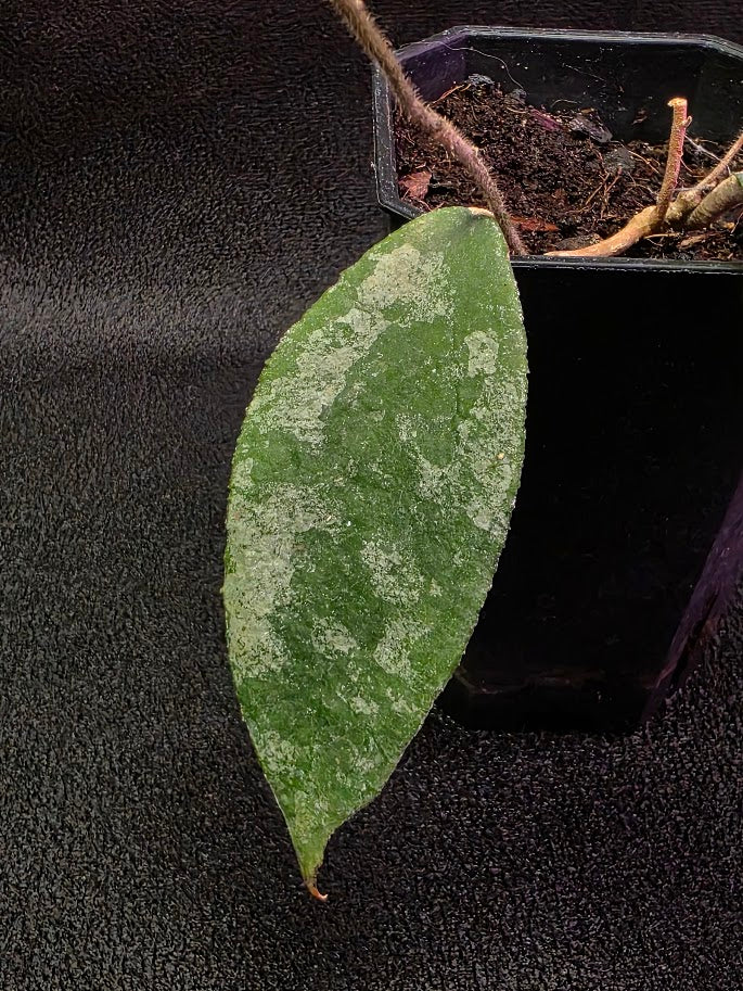 Hoya Caudata Silver Ghost #01