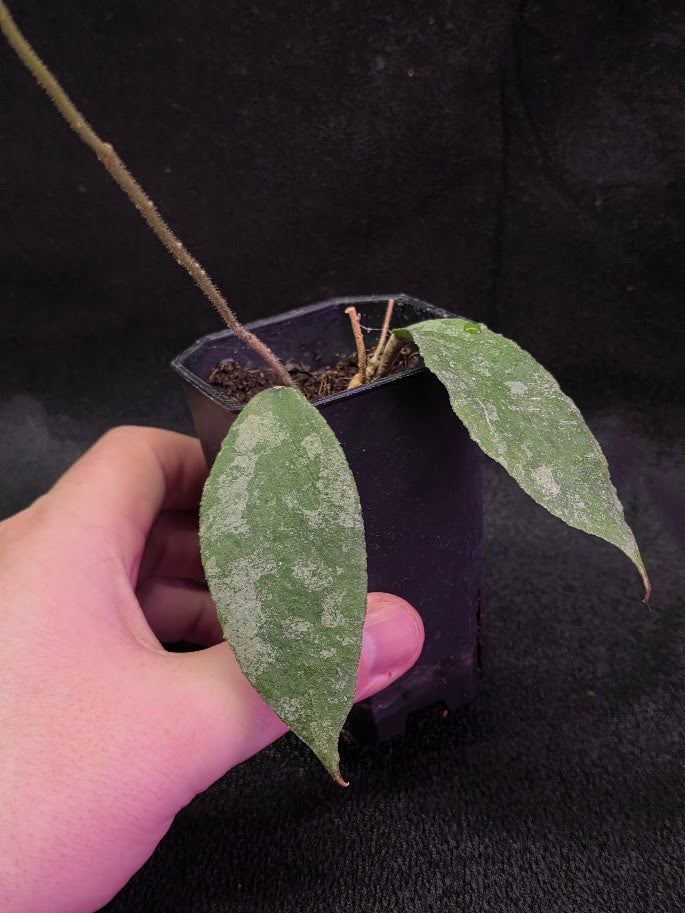 Hoya Caudata Silver Ghost #01