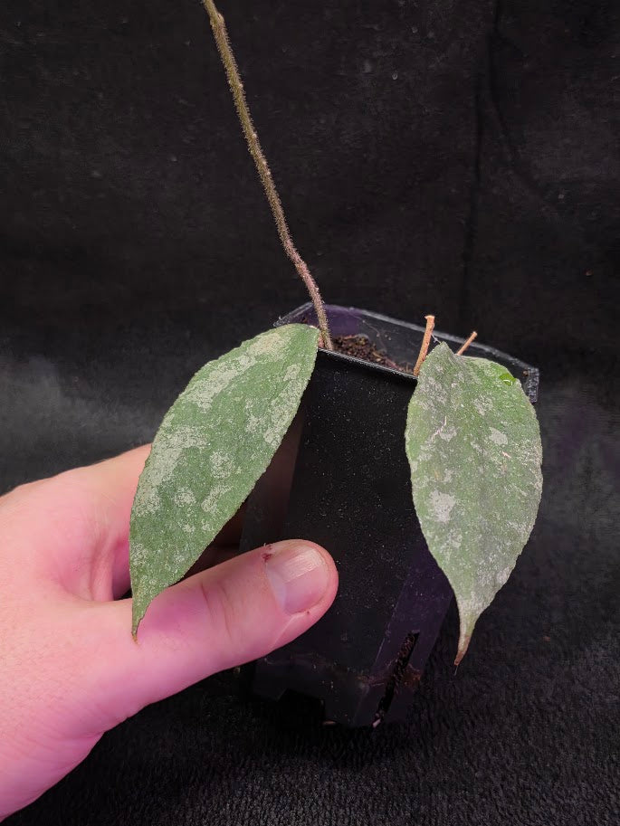 Hoya Caudata Silver Ghost #01