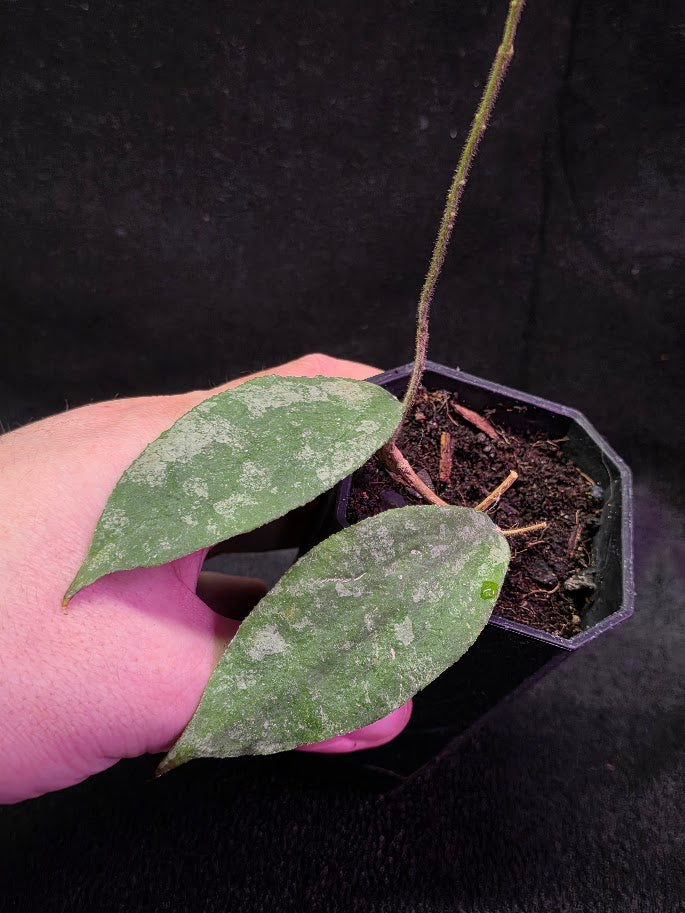 Hoya Caudata Silver Ghost #01