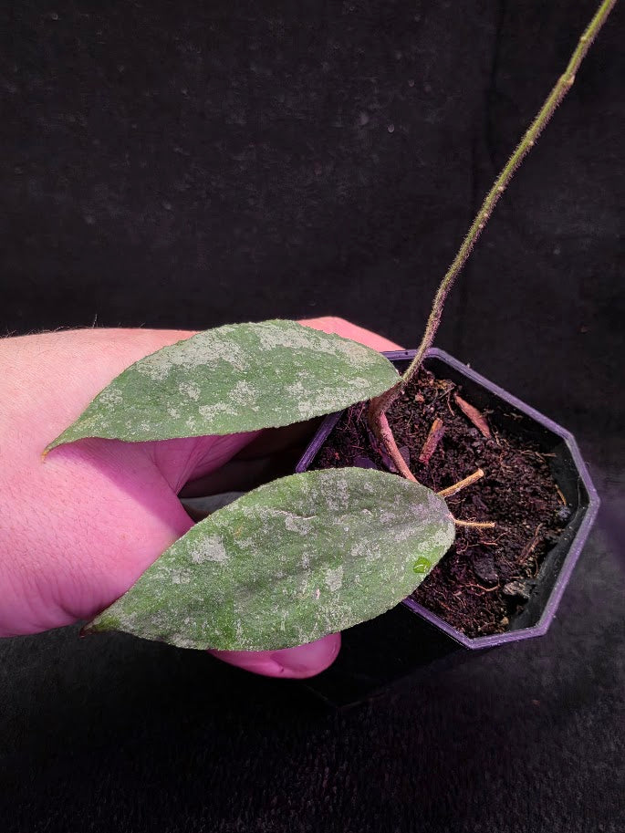 Hoya Caudata Silver Ghost #01