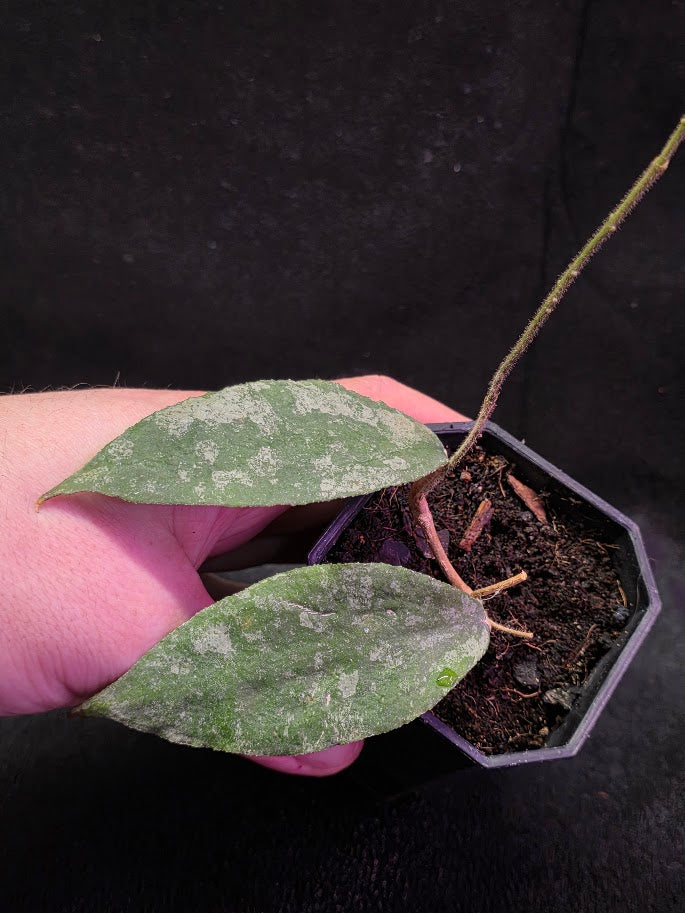 Hoya Caudata Silver Ghost #01