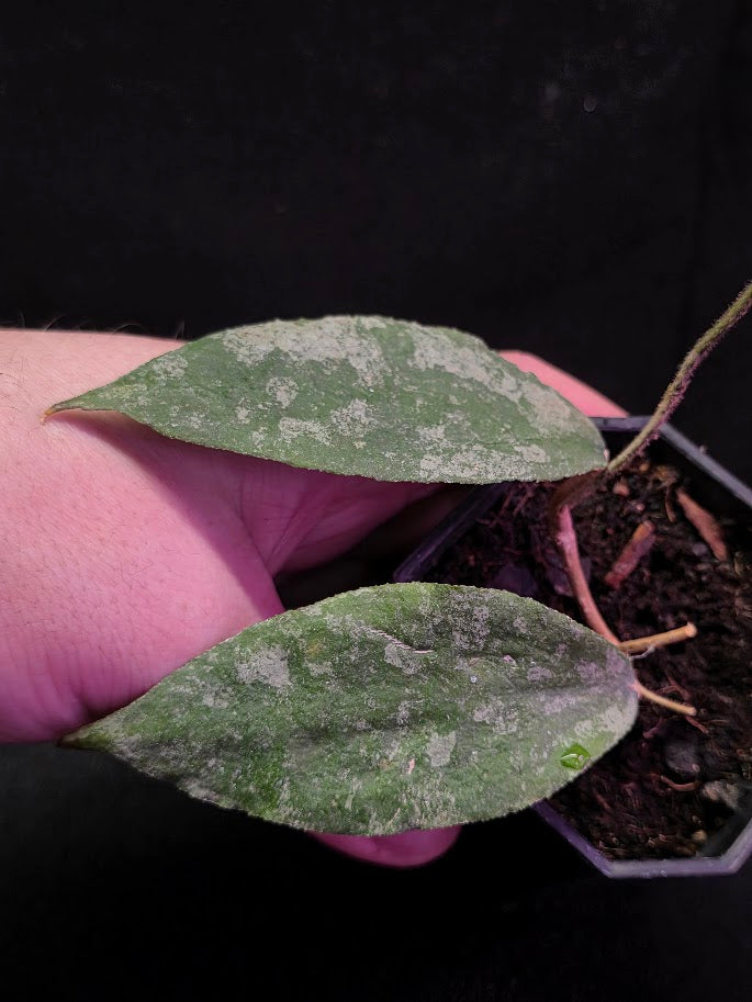 Hoya Caudata Silver Ghost #01