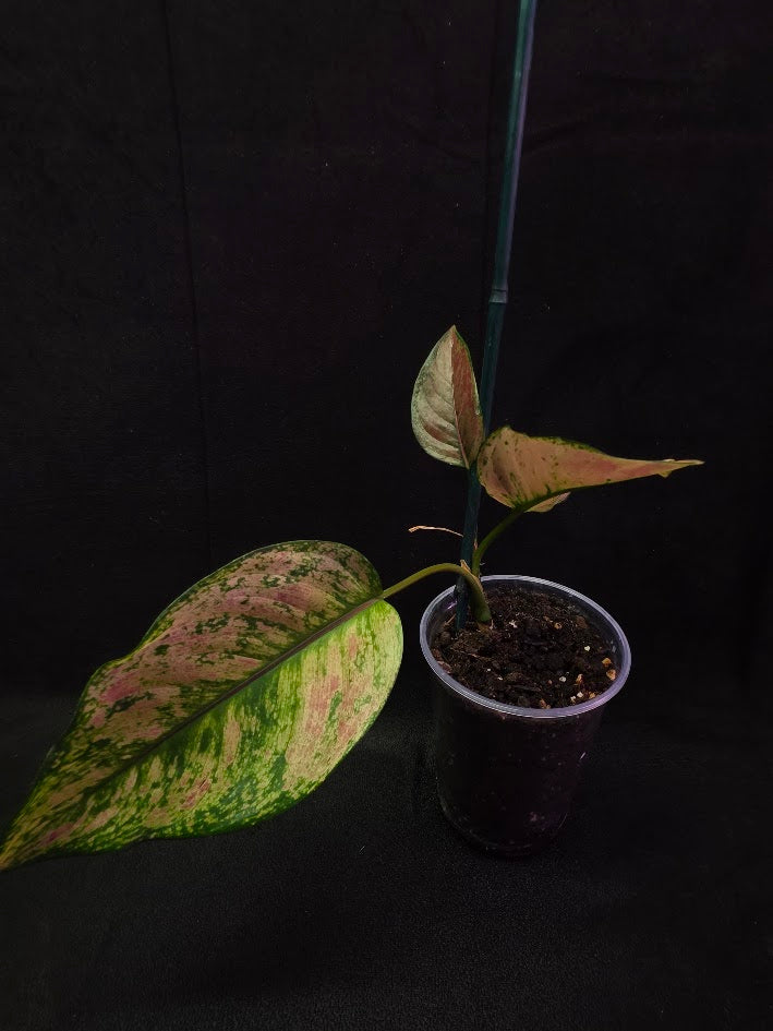 Aglaonema Red Splash #02