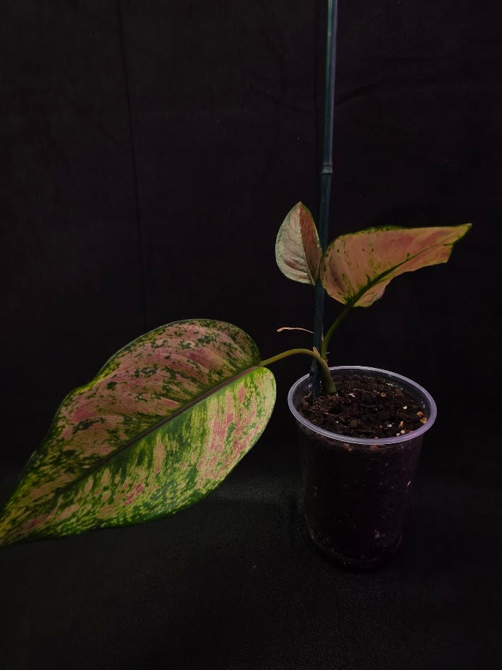 Aglaonema Red Splash #02