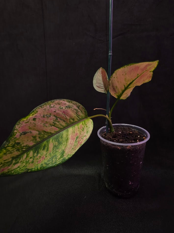 Aglaonema Red Splash #02