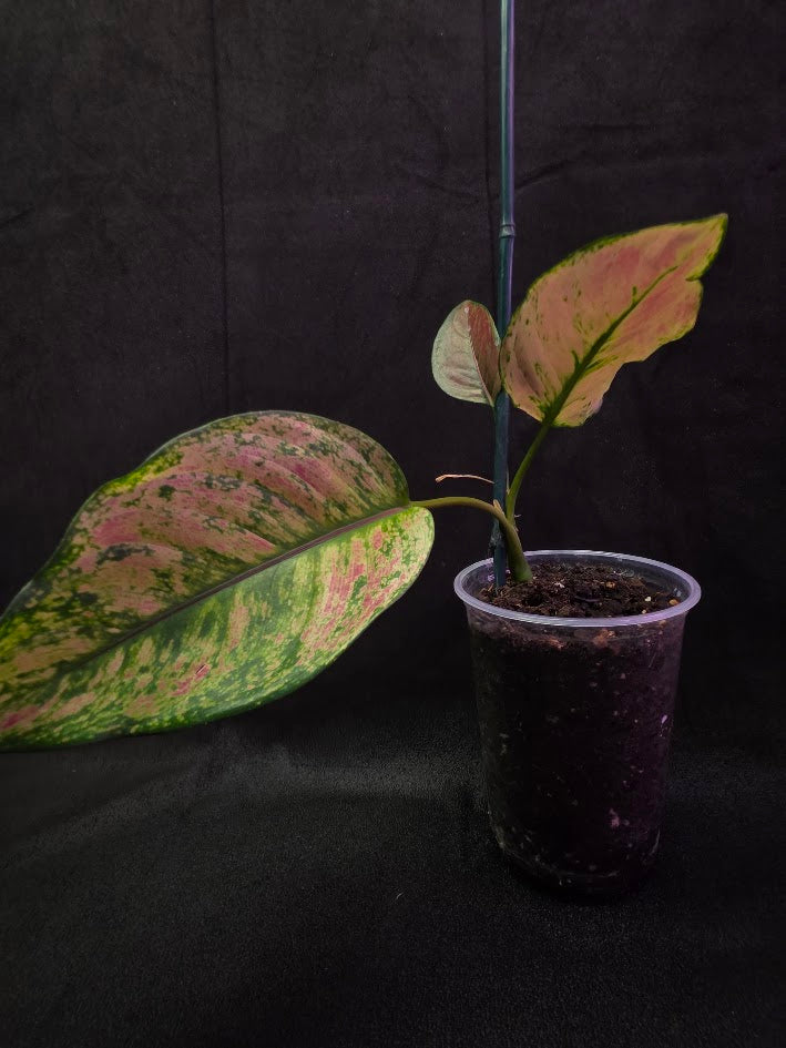 Aglaonema Red Splash #02