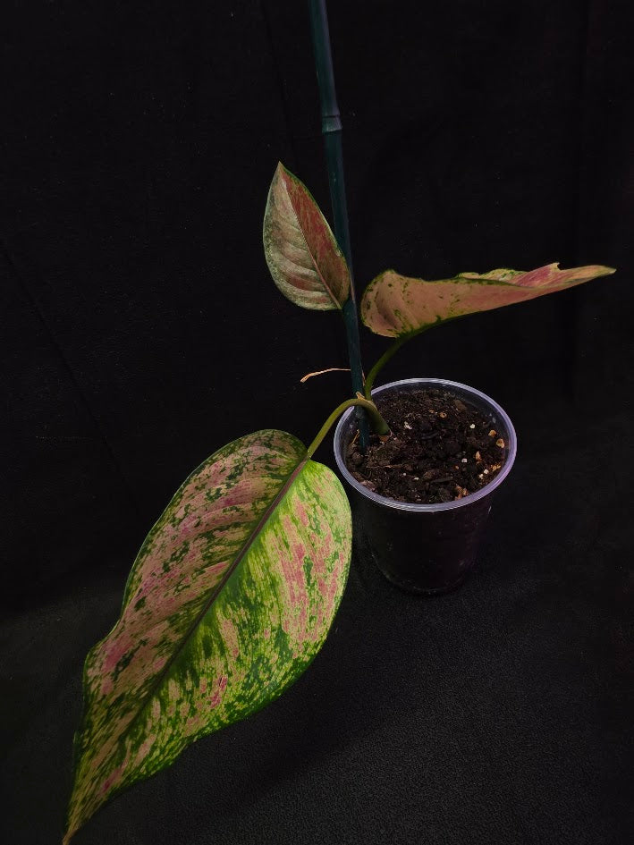 Aglaonema Red Splash #02