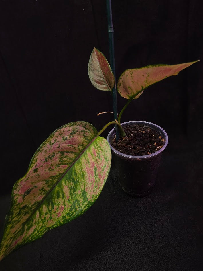 Aglaonema Red Splash #02