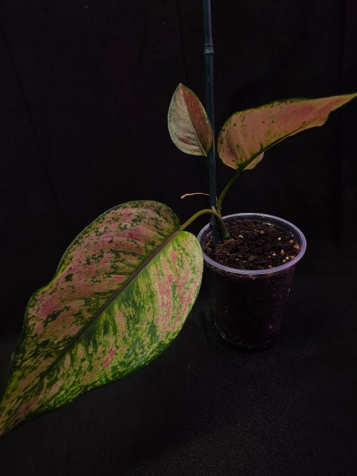 Aglaonema Red Splash #02