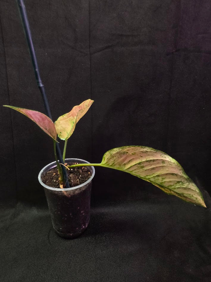 Aglaonema Red Splash #02