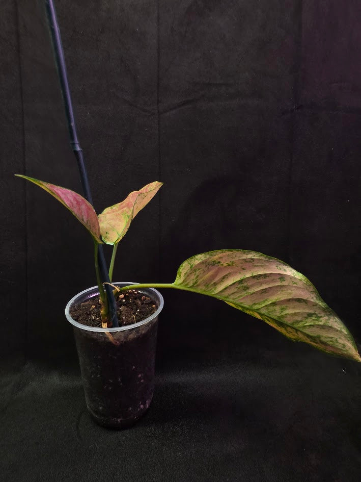 Aglaonema Red Splash #02