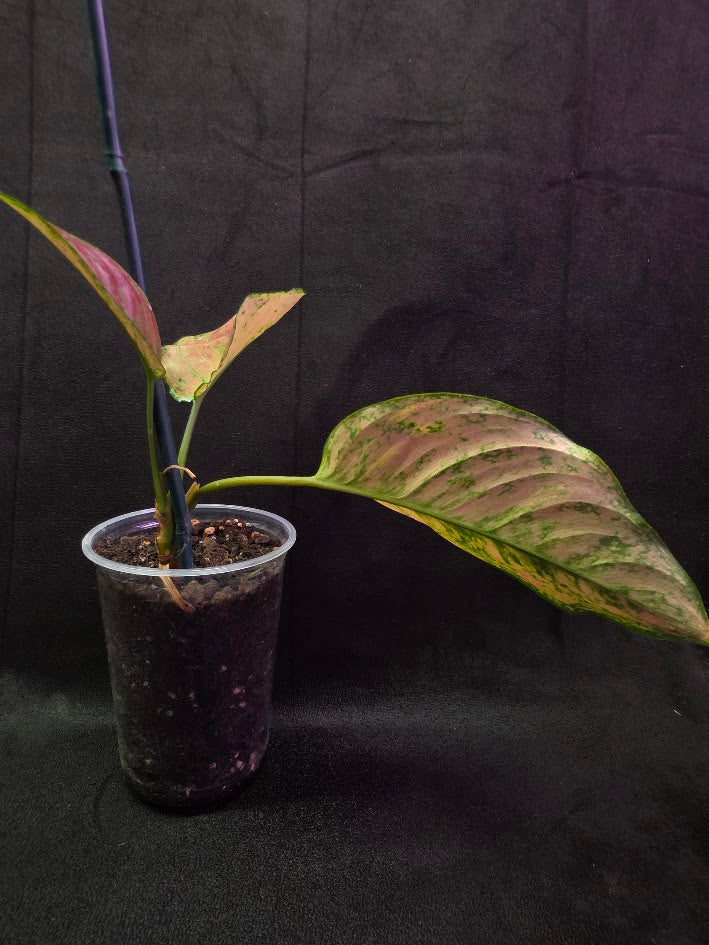 Aglaonema Red Splash #02