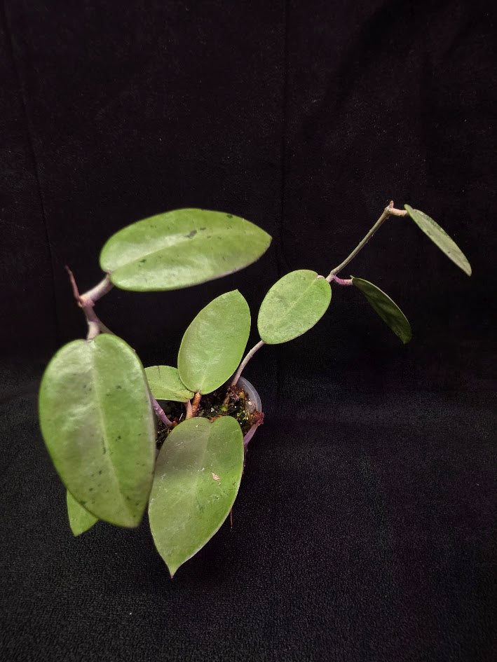 Hoya Silver Dollar (MB 1405-AG) #01