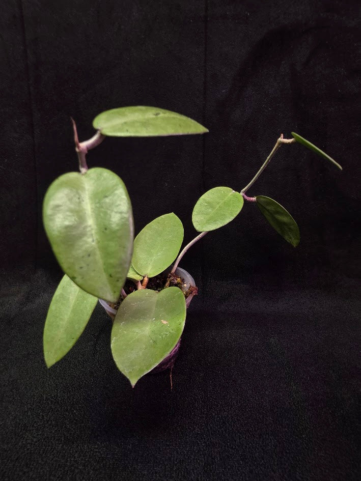 Hoya Silver Dollar (MB 1405-AG) #01