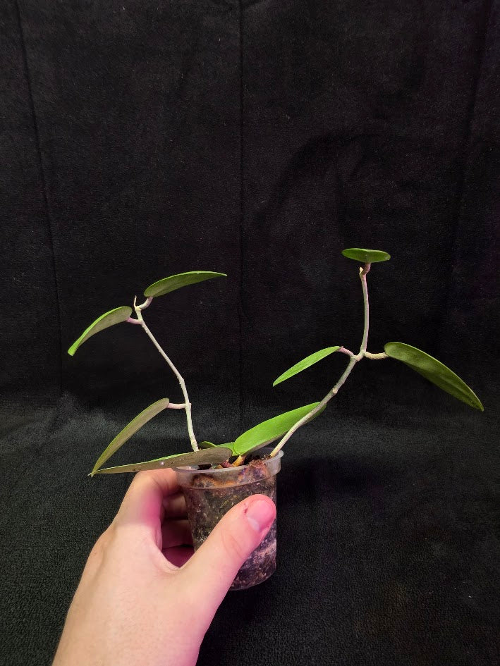 Hoya Silver Dollar (MB 1405-AG) #01