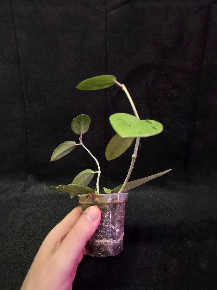 Hoya Silver Dollar (MB 1405-AG) #01