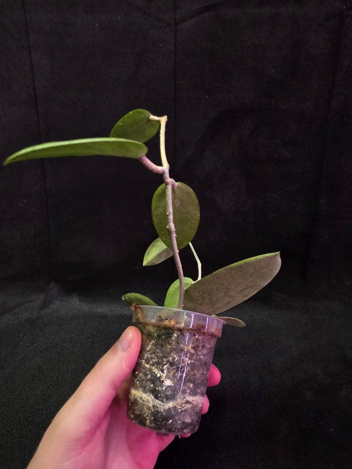 Hoya Silver Dollar (MB 1405-AG) #01