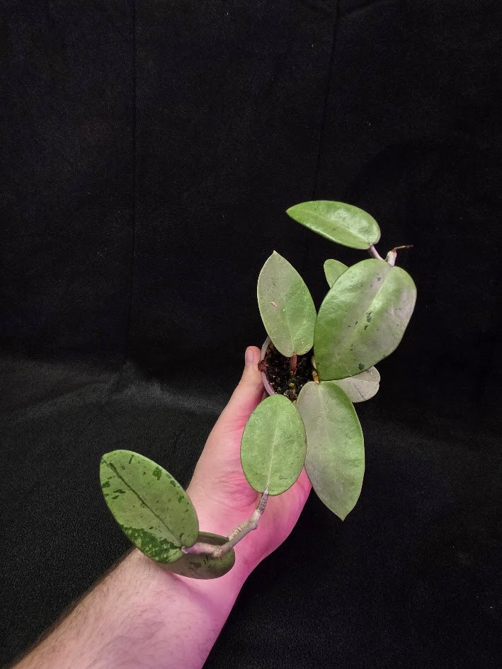 Hoya Silver Dollar (MB 1405-AG) #01