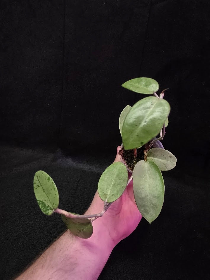 Hoya Silver Dollar (MB 1405-AG) #01