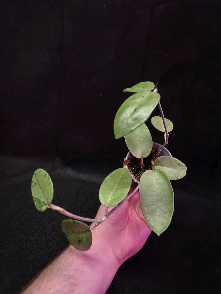 Hoya Silver Dollar (MB 1405-AG) #01