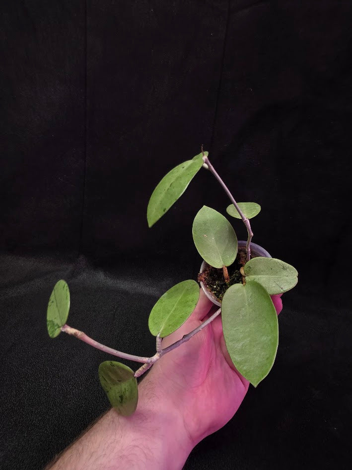 Hoya Silver Dollar (MB 1405-AG) #01