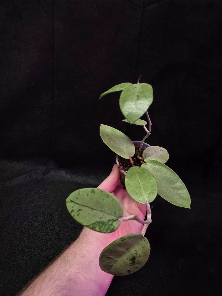Hoya Silver Dollar (MB 1405-AG) #01