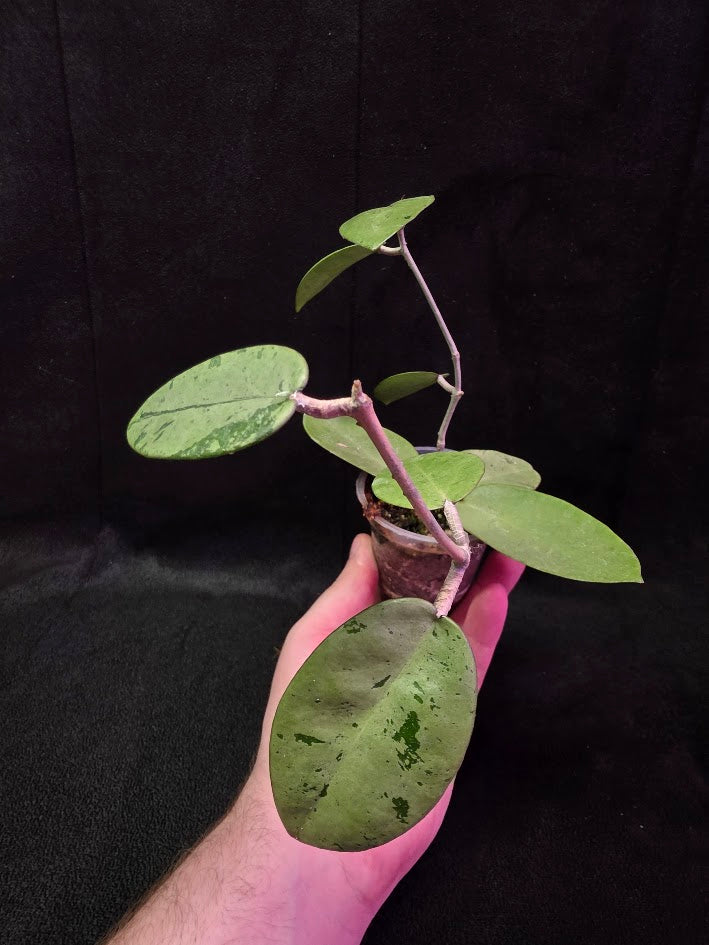Hoya Silver Dollar (MB 1405-AG) #01