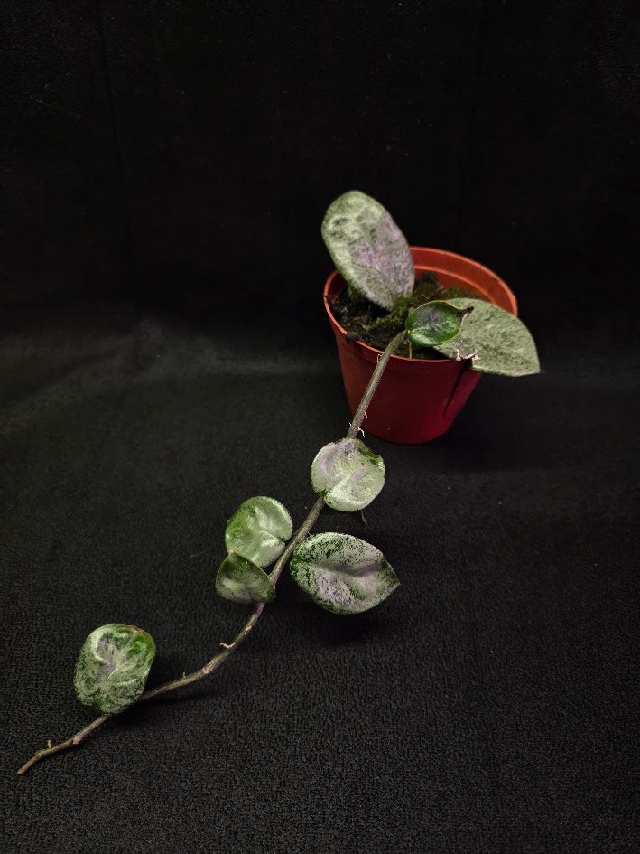 Hoya Carnosa Nova Ghost #03