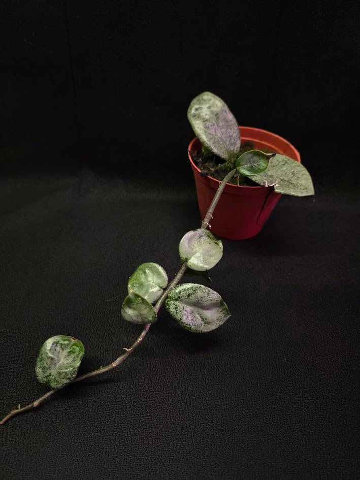 Hoya Carnosa Nova Ghost #03