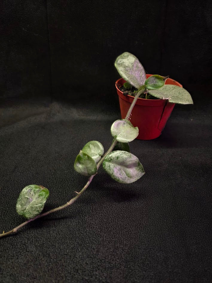 Hoya Carnosa Nova Ghost #03