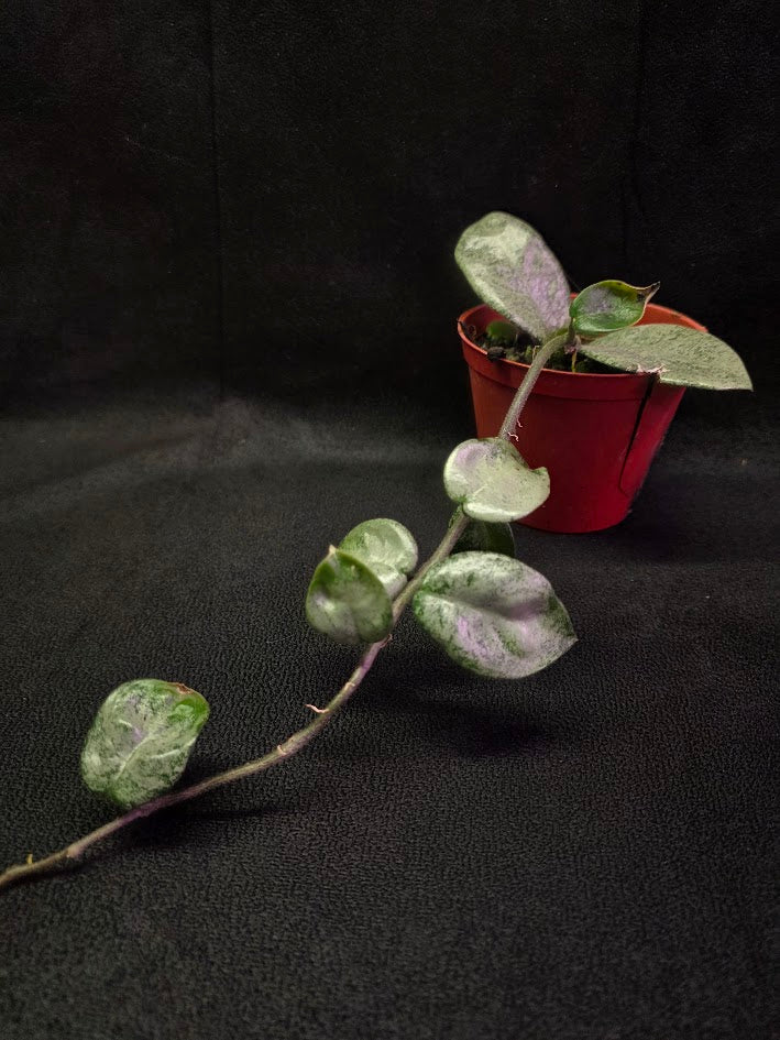 Hoya Carnosa Nova Ghost #03