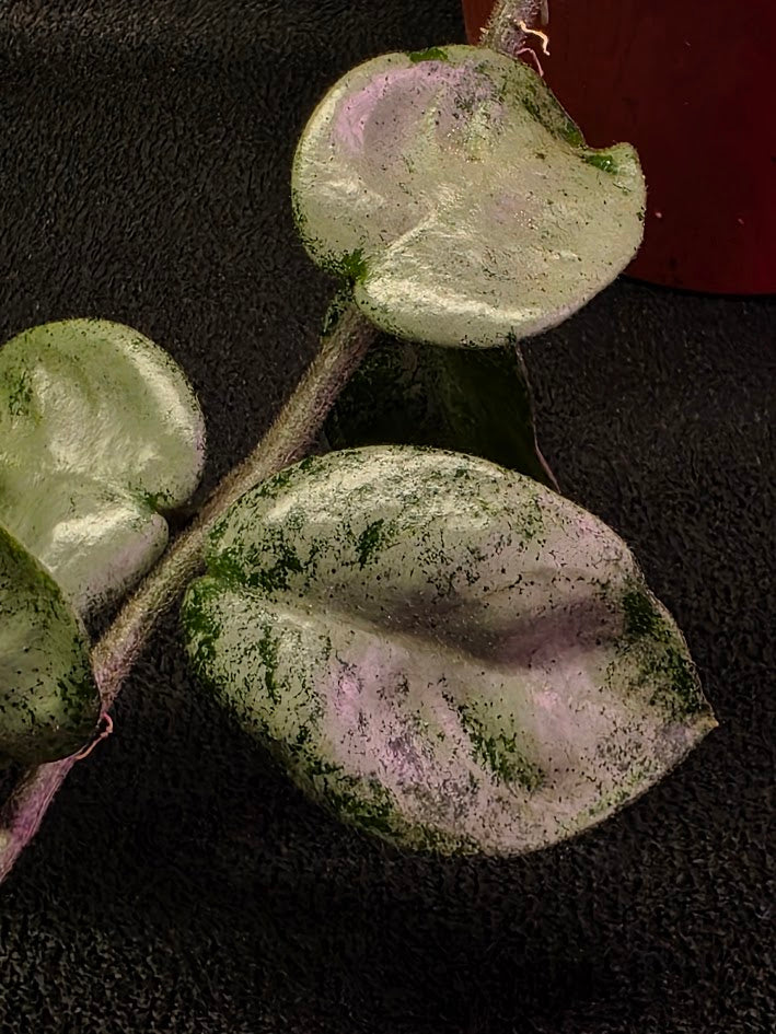 Hoya Carnosa Nova Ghost #03