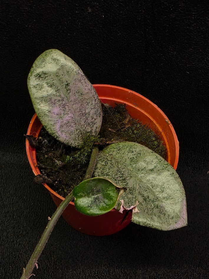 Hoya Carnosa Nova Ghost #03