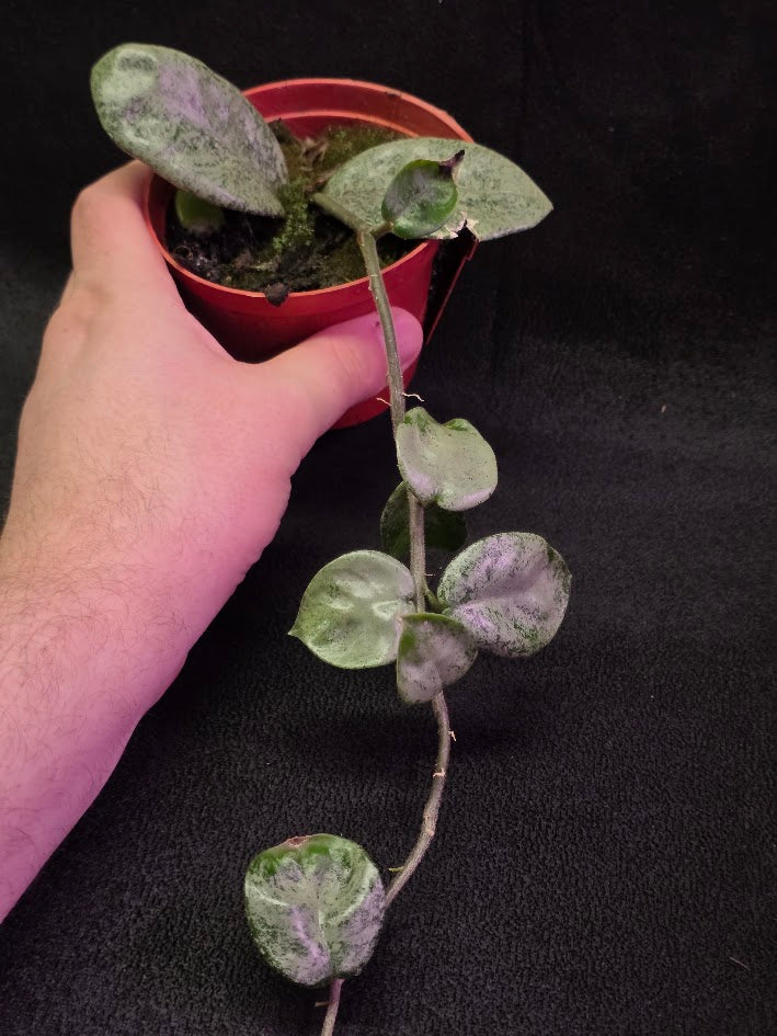 Hoya Carnosa Nova Ghost #03