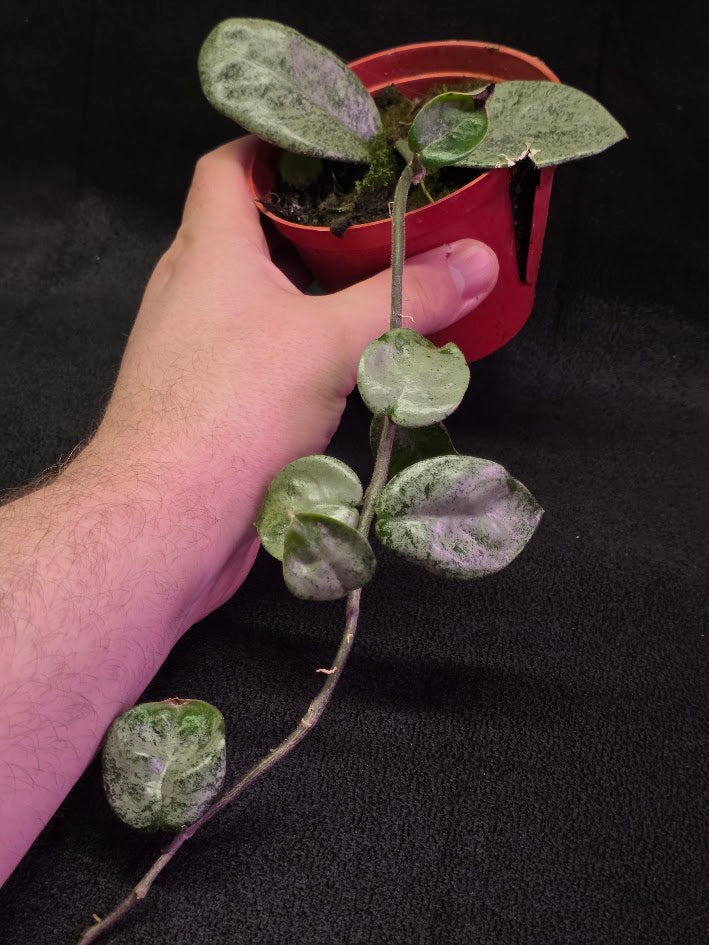 Hoya Carnosa Nova Ghost #03