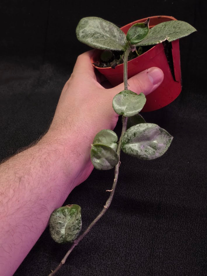 Hoya Carnosa Nova Ghost #03