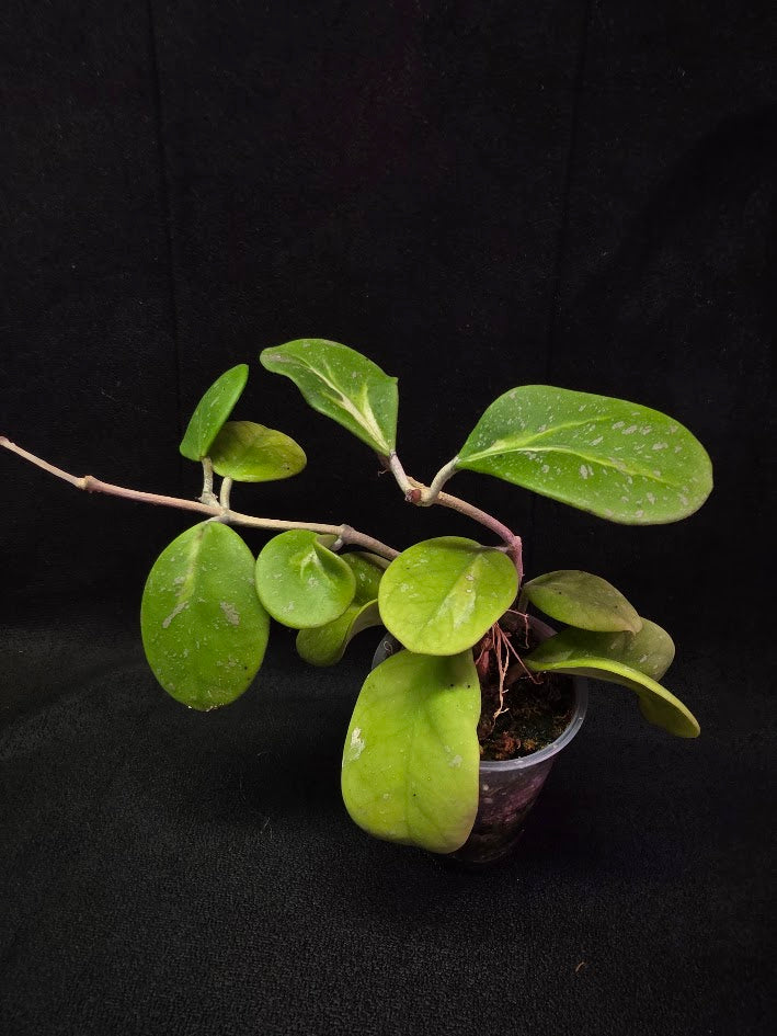 Hoya Obovata Variegated Splash #01