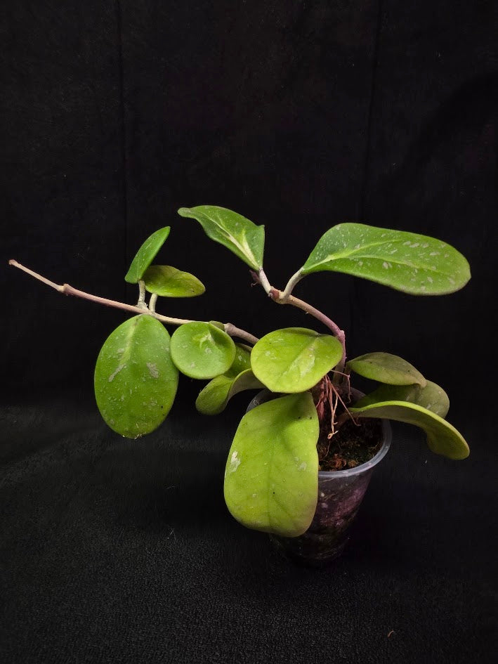 Hoya Obovata Variegated Splash #01