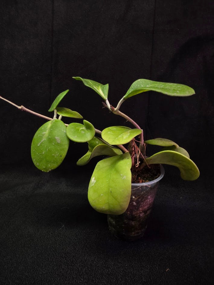 Hoya Obovata Variegated Splash #01