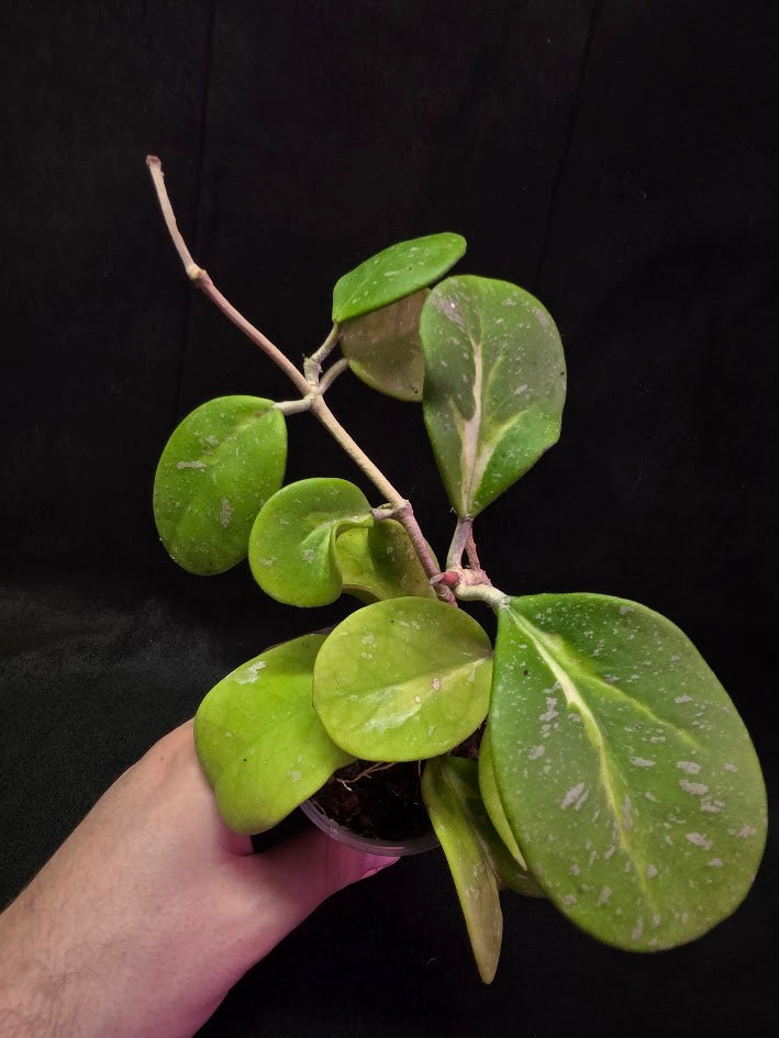 Hoya Obovata Variegated Splash #01