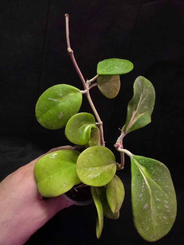 Hoya Obovata Variegated Splash #01