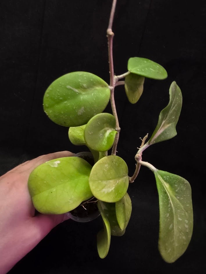 Hoya Obovata Variegated Splash #01