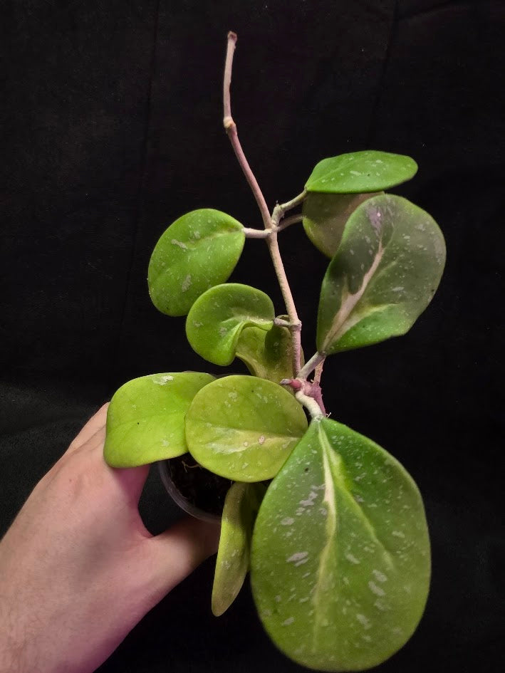 Hoya Obovata Variegated Splash #01