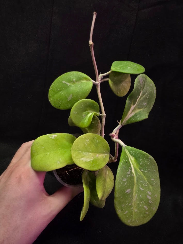 Hoya Obovata Variegated Splash #01